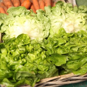 salade-feuille-de-chene-blonde