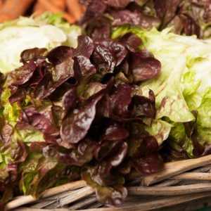 feuille-de-chene-brune